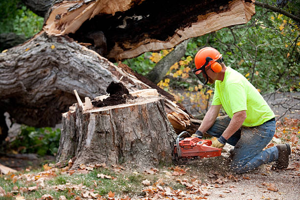 Seasonal Cleanup (Spring/Fall) in Madison, SD