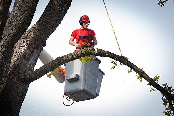 Best Tree Disease Treatment  in Madison, SD